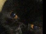 Persian exotic short haired - Persian Cat For Sale - MA&comma; US