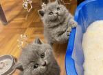 Plushy blues - British Shorthair Cat For Sale - Fort Wayne&comma; IN&comma; US