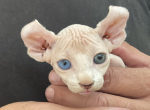 Elf odd eye blue & green - Sphynx Cat For Sale - Massapequa&comma; NY&comma; US