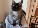 Black smoke - Maine Coon Cat For Sale - Acworth&comma; GA&comma; US