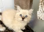 Lynx Tan Colorpoint Ragdoll Kitten - Ragdoll Cat For Sale - Beach Park&comma; IL&comma; US