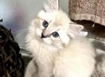 Lynx Colorpoint Ragdoll Female - Ragdoll Cat For Sale - Beach Park&comma; IL&comma; US