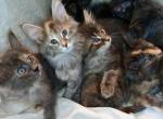 Enchanted Sky New Poly Babies - Maine Coon Cat For Sale - New Laguna&comma; NM&comma; US