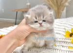 Blue golden British kittens - Brazilian Shorthair Cat For Sale - Thornton&comma; CO&comma; US