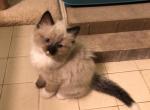 Ragdoll - Ragdoll Cat For Sale - Burlington&comma; WI&comma; US