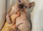 Boy Nemo - Sphynx Cat For Sale - Lockport&comma; IL&comma; US