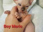 Boy Mario - Sphynx Cat For Sale - Lockport&comma; IL&comma; US