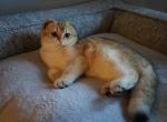 PONNA - British Shorthair Cat For Sale - San Mateo&comma; CA&comma; US