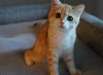 GINGER - British Shorthair Cat For Sale - San Mateo&comma; CA&comma; US