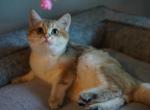 ALISA - British Shorthair Cat For Sale - San Mateo&comma; CA&comma; US