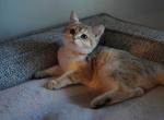 ZLATA - British Shorthair Cat For Sale - San Mateo&comma; CA&comma; US
