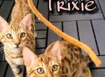 The Honeymooners Litter Trixie - Bengal Cat For Sale - Bronx&comma; NY&comma; US