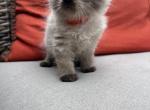 lilly - Himalayan Cat For Sale - Barrington&comma; IL&comma; US