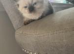 blanca - Himalayan Cat For Sale - Barrington&comma; IL&comma; US