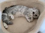 Sandra4 - Scottish Fold Cat For Sale - Holland&comma; PA&comma; US