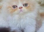 Green eyed Gus - Persian Cat For Sale - Muscle Shoals&comma; AL&comma; US