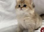 British kittens 1 - British Shorthair Cat For Sale - New York&comma; NY&comma; US