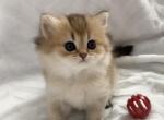 Longhair British girl - British Shorthair Cat For Sale - New York&comma; NY&comma; US