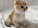 Tim - British Shorthair Cat For Sale - New York&comma; NY&comma; US