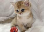 Katy - British Shorthair Cat For Sale - Brooklyn&comma; NY&comma; US