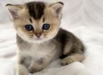 Sebastian - British Shorthair Cat For Sale - New York&comma; NY&comma; US