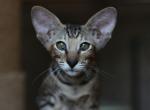 Lili - Oriental Cat For Sale - Brooklyn&comma; NY&comma; US