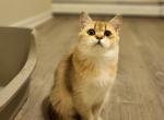 Aurora - Scottish Straight Cat For Sale - Levittown&comma; PA&comma; US