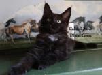 Pablo - Maine Coon Cat For Sale - Santa Maria&comma; CA&comma; US