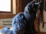 Ophelia - Maine Coon Cat For Sale - Santa Maria&comma; CA&comma; US