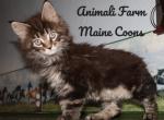 Roxie - Maine Coon Cat For Sale - Santa Maria&comma; CA&comma; US