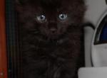 Simon - Maine Coon Cat For Sale - Santa Maria&comma; CA&comma; US