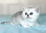 Located in LA boy Easter silver british shorthair - British Shorthair Cat For Sale - TX&comma; US