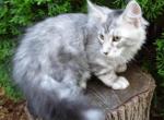 Silver 3m old boy - Maine Coon Cat For Sale - Bridgewater&comma; NJ&comma; US