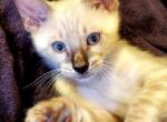 Figaro Silver Snow Lynx Male 1 - Bengal Cat For Sale - Bradner&comma; OH&comma; US