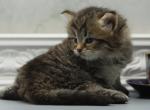 Griffin CFA certified - Siberian Cat For Sale - Ashburn&comma; VA&comma; US