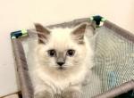 Blue point Male Kitten - Ragdoll Cat For Sale - Beach Park&comma; IL&comma; US