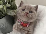 Bunny - British Shorthair Cat For Sale - Battle Ground&comma; WA&comma; US