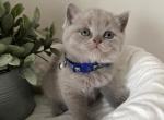 Ben - British Shorthair Cat For Sale - Battle Ground&comma; WA&comma; US