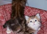 Sophie - Siberian Cat For Sale - Chelsea&comma; MA&comma; US
