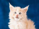 Freddy - Maine Coon Cat For Sale - Brooklyn&comma; NY&comma; US