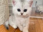 Tina - British Shorthair Cat For Sale - Brooklyn&comma; NY&comma; US
