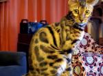 Pandora Brown Rosetted - Bengal Cat For Sale - Bradner&comma; OH&comma; US