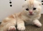 White & Peach colored Tabby Fold - Scottish Fold Cat For Sale - Los Angeles&comma; CA&comma; US