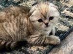 White & Grey Scottish Fold - Scottish Fold Cat For Sale - Los Angeles&comma; CA&comma; US