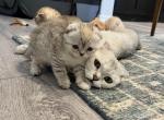 Scottish Fold & Scottish Straight Kittens - Scottish Fold Cat For Sale - Los Angeles&comma; CA&comma; US
