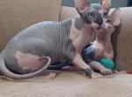 TICA Jay - Sphynx Cat For Sale - Rockford&comma; IL&comma; US