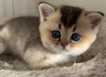 Dan - British Shorthair Cat For Sale - Brooklyn&comma; NY&comma; US