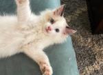 Seal bi color male ready to go - Ragdoll Cat For Sale - Butler&comma; PA&comma; US