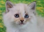 Azula - Siberian Cat For Sale - Clintwood&comma; VA&comma; US