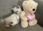Blu RESERVED - Ragdoll Cat For Sale - Mount Vernon&comma; WA&comma; US
